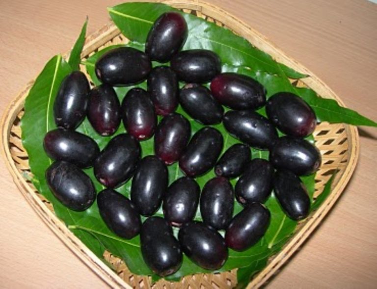 ORGANIC JAMUN FRUIT NJAVAL PAZHAM Fresh Kerala Store