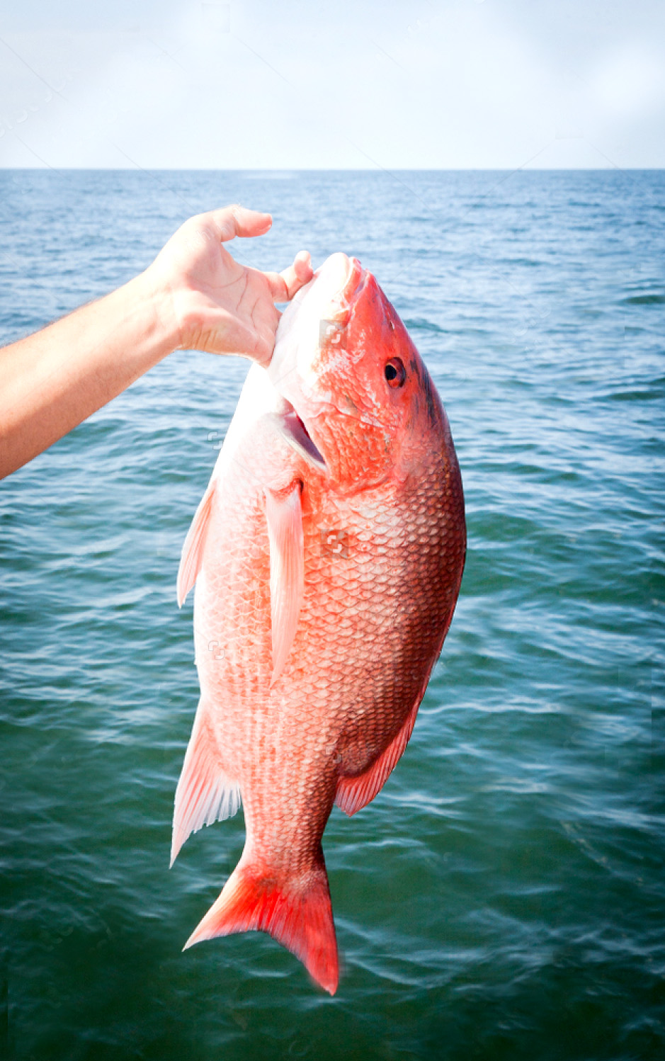Red Snapper Fish at Rs 480/kg, Snapper Fish in Chennai